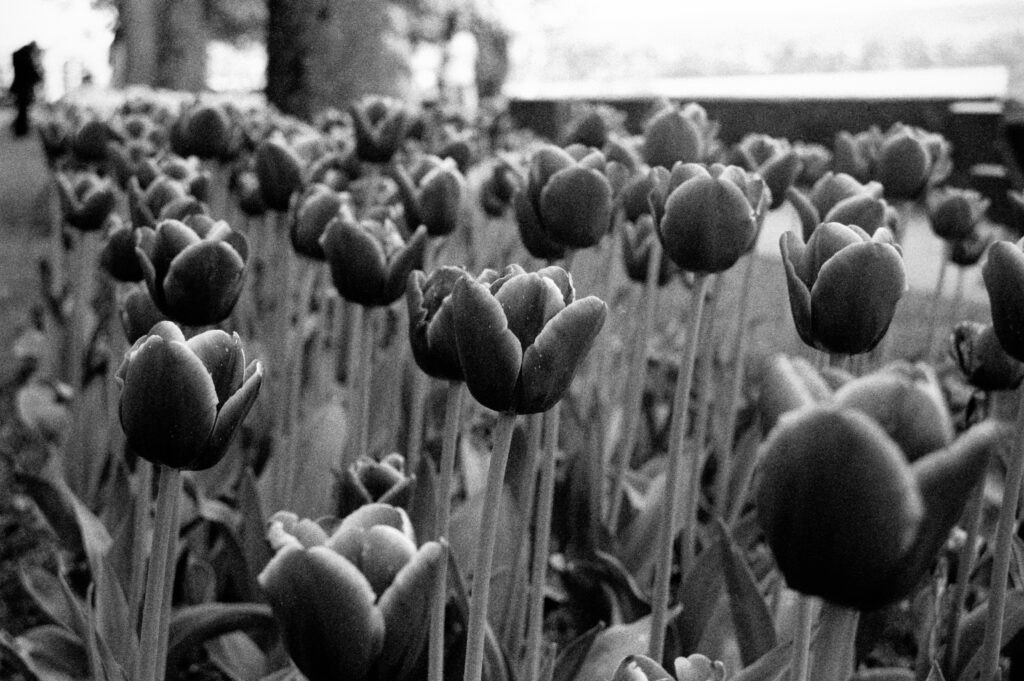 Tulipes de Morges, Canon EOS 5, Kodak Tri-X 400