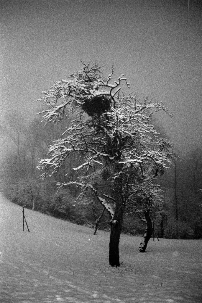 Paysage d'Hiver, Canon EOS 5, Kodak Tri-X 400