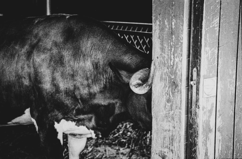 Vache, Canon EOS 5, Ilford HP5